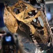 Les T. rex nains n’ont sans doute pas existé