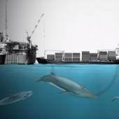 Voir la vidéo de En danger, ces baleines de Guyane sont nos vigies naturelles