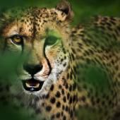 Plan mondial biodiversité d’ici 2030 : 30 % de la planète protégés ?