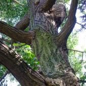 Le secret de longévité des vieux arbres