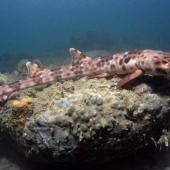 De nouveaux requins marcheurs découverts dans les eaux australiennes