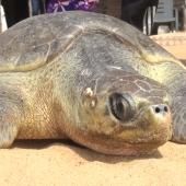 Bénin : il a permis de sauver 4000 tortues !
