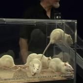 Voir la vidéo de Faits comme des rats ?
