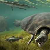 Voir la vidéo de La plus grosse tortue d&#039;eau douce révèle ses secrets