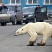 Dans l’Arctique russe, le cannibalisme en hausse chez les ours blancs