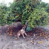 L’odorat des chiens à la rescousse des plantations d’agrumes