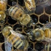 Le twerk des abeilles décodé par les scientifiques 