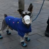 Hong Kong : un chien testé positif au coronavirus placé en quarantaine 