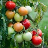 Production de tomates : un virus inquiétant identifié dans le Finistère