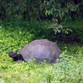 Découverte aux Galapagos d’une tortue géante apparentée au célèbre George le Solitaire 