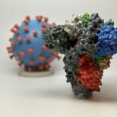 Coronavirus : un vaccin d’ici 12 à 18 mois minimum