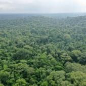 Les forêts tropicales risquent bientôt d’émettre plus de CO2 qu’elles n’en captent 