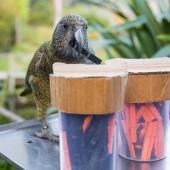 Grâce aux probabilités, des perroquets se révèlent aussi malins que des (grands) singes