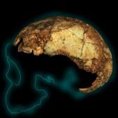 Il y a 2 millions d’années, en Afrique australe, Australopithecus, Paranthropus et… Homo erectus ? 