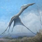 Le ptérosaure, source d’inspiration pour l’aéronautique