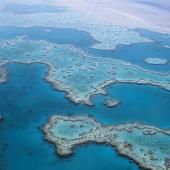 Voir la vidéo de Des algues entraînées au labo pour sauver le corail 