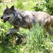 La présence d’un loup se précise en Seine-Maritime