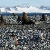 Réchauffement : les espèces migrent plus vite vers les pôles en mer que sur terre