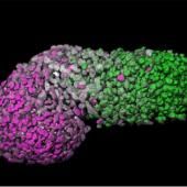 Un modèle d’embryon humain développé à partir de cellules souches