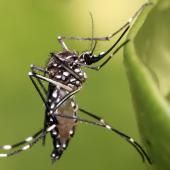 Voir la vidéo de Des moustiques livrés par drone
