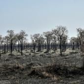 L’équivalent d’un terrain de foot de forêt primaire détruit toutes les six secondes