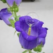 Des bulles de savon pour polliniser les arbres fruitiers