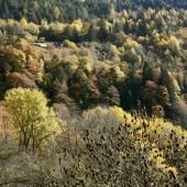 Dans le Mercantour, des insectes montent en altitude sous l’effet du climat