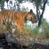  Thaïlande : des tigres en nombre croissant, mais toujours menacés