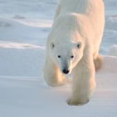 Réchauffement : vers l’extinction des ours polaires d’ici 2100 ?