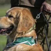  Chili: des chiens dressés pour détecter les malades du Covid-19