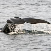 Alerte rouge pour les lémuriens, le grand hamster ou la baleine franche