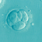 Édition génétique d’embryons humains par Crispr-Cas9 : des répercussions imprévisibles