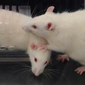 Un rat aide moins son congénère en présence de témoins passifs