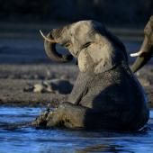 Botswana : mort mystérieuse d’au moins 275 éléphants 