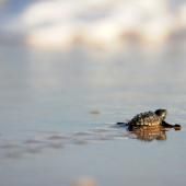 Plusieurs dizaines de bébés tortues ont éclos sur la plage de Fréjus