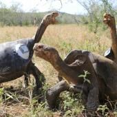 Les herbivores sont plus à risque d'extinction que les prédateurs