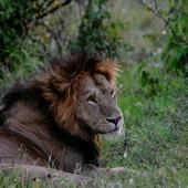 Deux tiers de la faune sauvage en moins en 50 ans