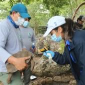 36 tortues des Galapagos réintroduites dans leur milieu naturel