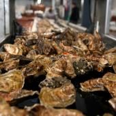 Un impact confirmé des nanoplastiques sur la reproduction des huîtres creuses