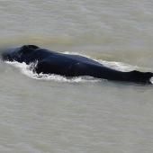 Australie : trois baleines à bosse s’égarent dans une rivière infestée de crocodiles