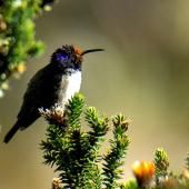 Un colibri au chant unique de contre-ténor en Equateur
