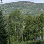 Réchauffement : un rapport préconise de planter un arbre par habitant pendant 30 ans pour adapter la forêt 