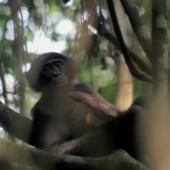 Voir la vidéo de Les bonobos ont-ils bon goût ?