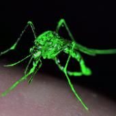 Voir la vidéo de Contre la dengue, un moustique OGM high-tech