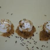 Des fourmis adaptent leur comportement pour contourner un risque 