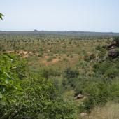 Un nombre inattendu d’arbres dans l’ouest du Sahara et le Sahel