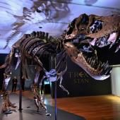 Record : un T-Rex vendu 31,8 millions de dollars