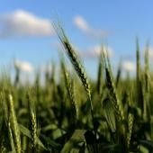L’Argentine devient le premier pays à autoriser du blé OGM 