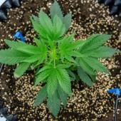 Cannabis thérapeutique : le cahier des charges publié