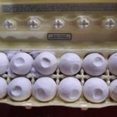 De faux œufs de tortues imprimés en 3D pour lutter contre le braconnage